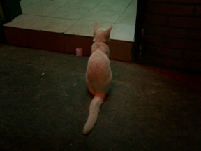 shanghai-cat004.jpg