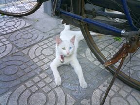 shanghai-cat005.jpg