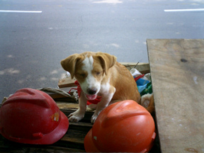 shanghai-dog001.jpg